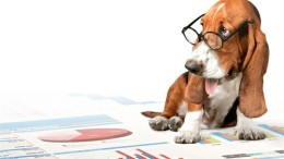 What can a data dawg teach you about predictive analytics?